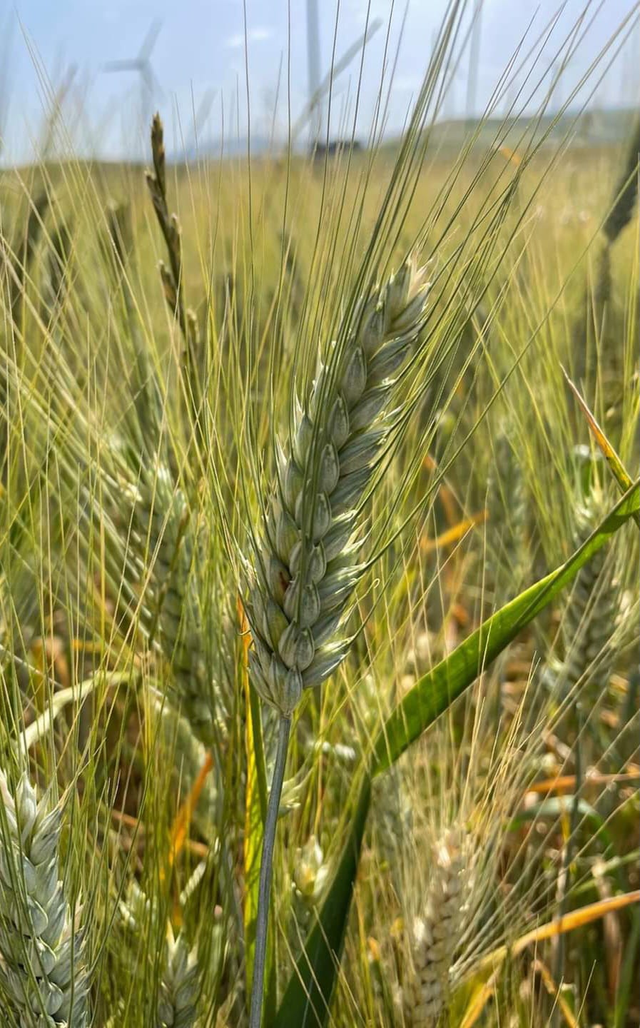 Global Times La Cina Punta A Una Produzione Di Grano Di Oltre