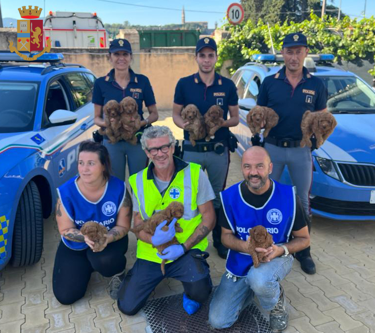 POLIZIA STRADALE DI AREZZO Salvati 10 cuccioli di barboncino