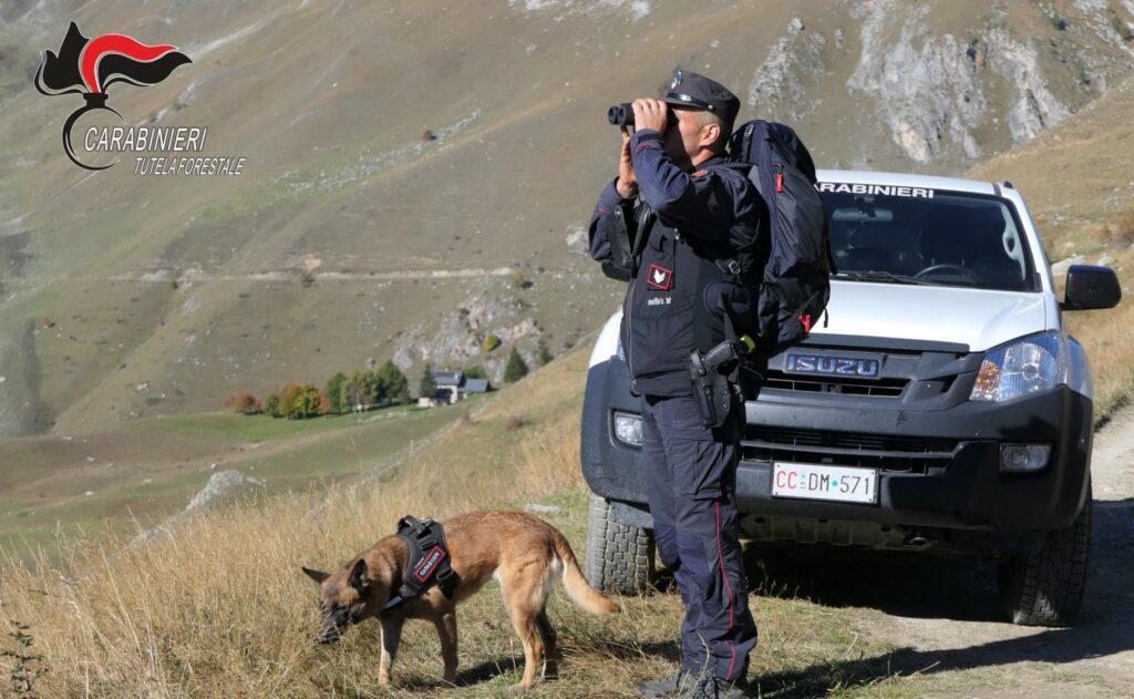 CARABINIERI: OPERAZIONE “SABAUDUS” DEI CARABINIERI FORESTALI CONTRO IL RILASCIO DEI BOCCONI AVVELENATI.