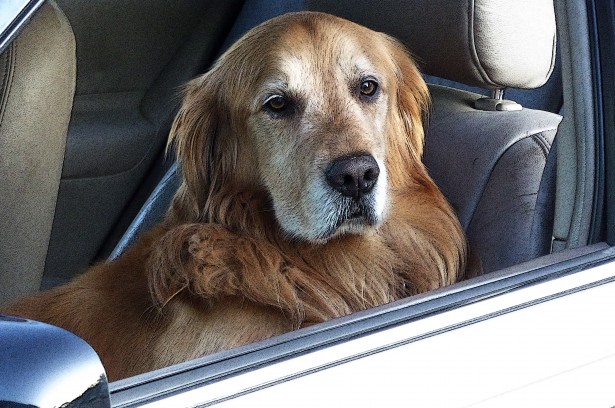 LASCIARE UN ANIMALE IN AUTO AL CALDO È REATO. COSA FARE PER SALVARLO? SI PUÒ ROMPERE IL FINESTRINO? LE RISPOSTE DELL’OIPA