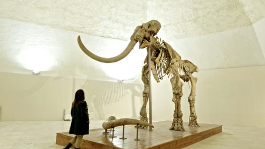 MuNDA: c.stampa – apertura quotidiana del mammut al Castello cinquecentesco dal 1 agosto al 3 settembre