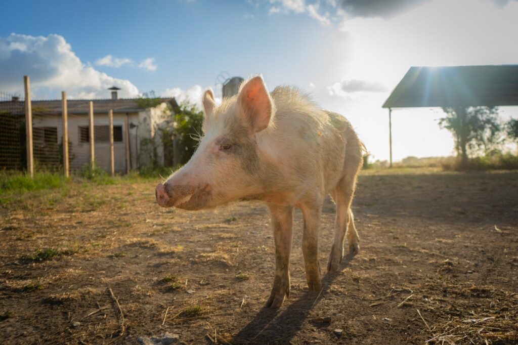 L’ASL ROMA 1 CONDANNA A MORTE GLI ANIMALI DELLA SFATTORIA DEGLI ULTIMI. L’OIPA VALUTA IL RICORSO AL TAR E ADERISCE ALLA MOBILITAZIONE NAZIONALE