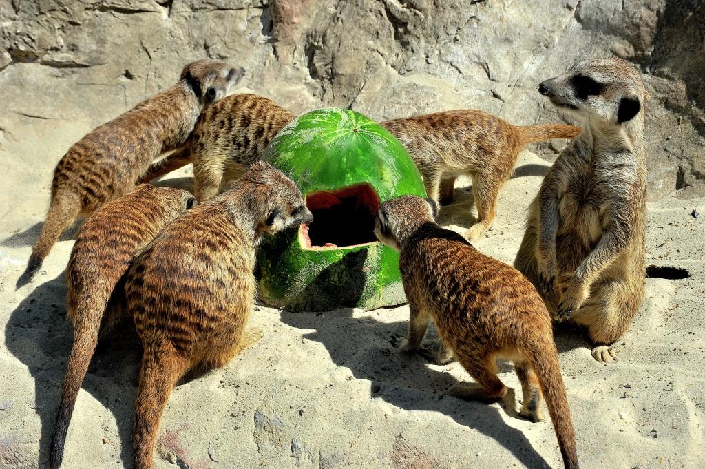 FOTO – Ad agosto il centro estivo Bioparco è APERTO