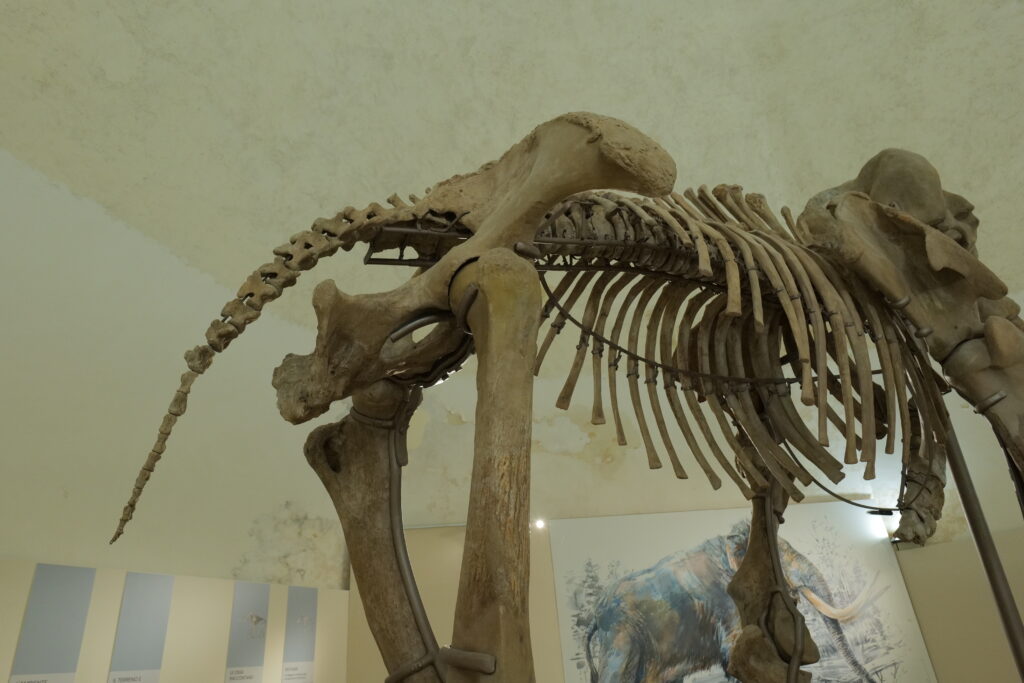 MuNDA: PERDONANZA – APERTURE SERALI DEL MAMMUT dal 23 al 27 agosto