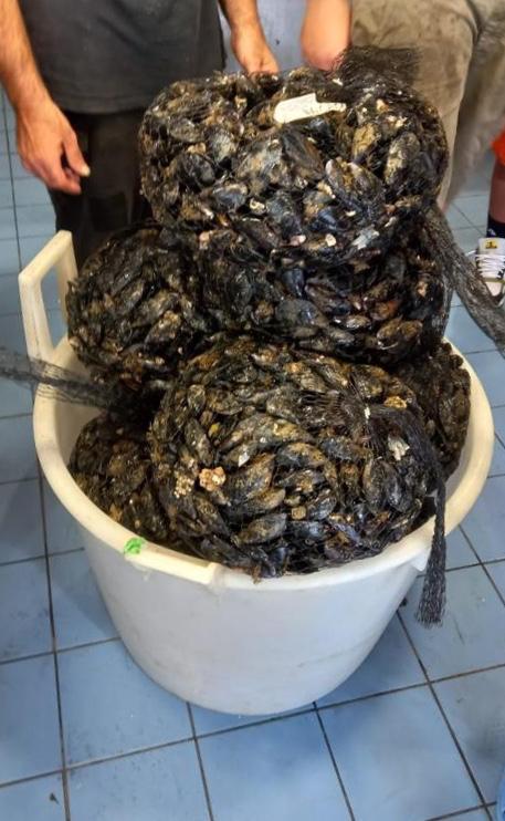 ASL Lecce: i consigli dei Servizi veterinari in seguito a controlli e sequestri di molluschi