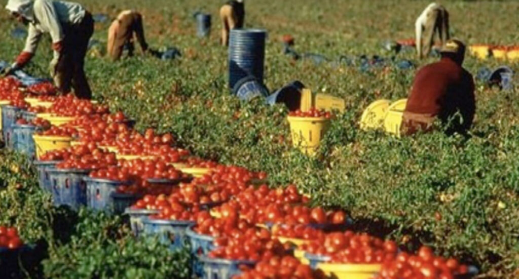Campagna pomodoro 2023 provincia Potenza: sottoscritto accordo lavoratori