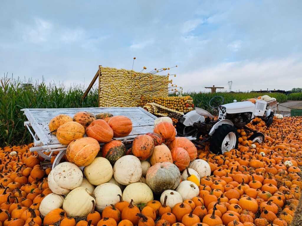 HALLOWEEN: DOMANI, SABATO 28/10 È ZUCCA DAY DA CIBO A INTAGLIO