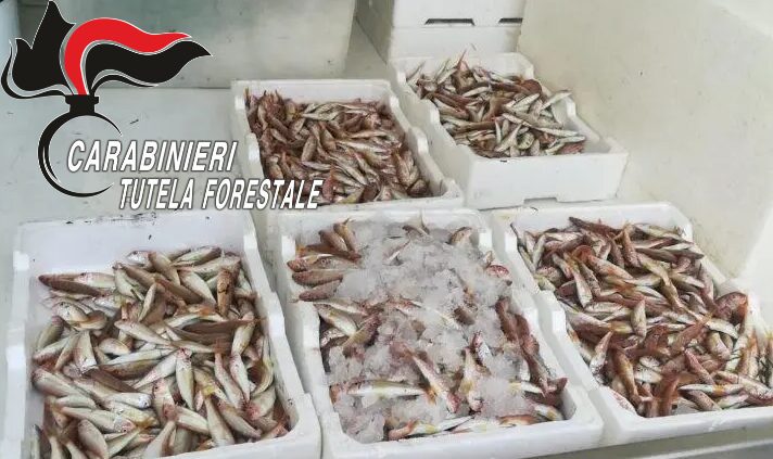 GRUPPO CARABINIERI FORESTALE DI CASERTA – APPUNTO STAMPA DEL 29/12/2023