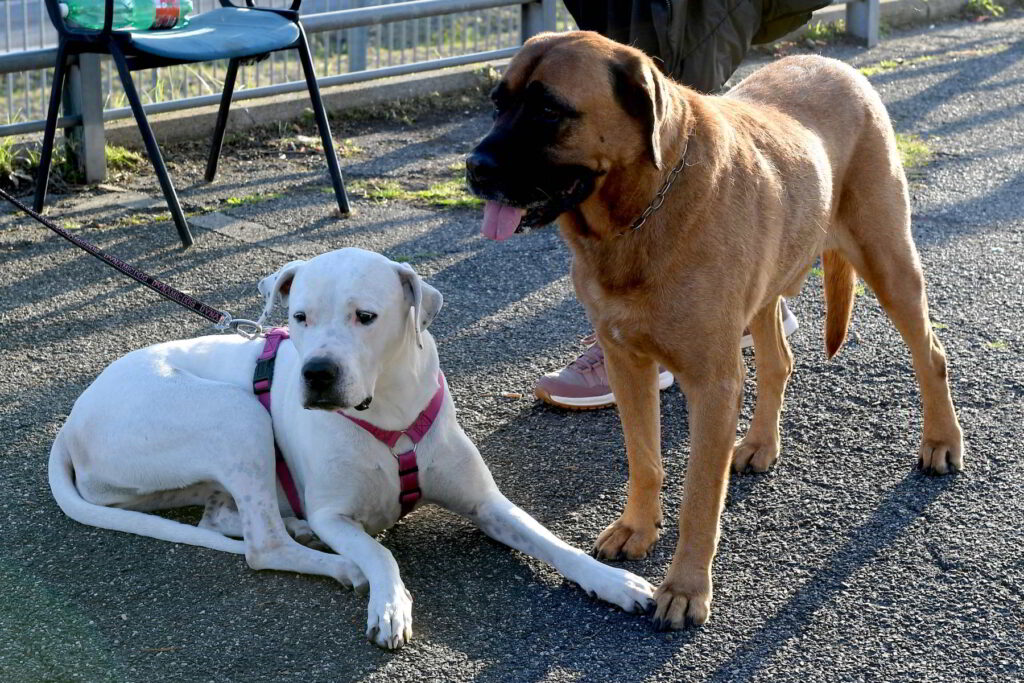 +++ RPT CON FOTO +++ ROMA, A MURATELLA LA PRIMA FESTA DELLE ADOZIONI