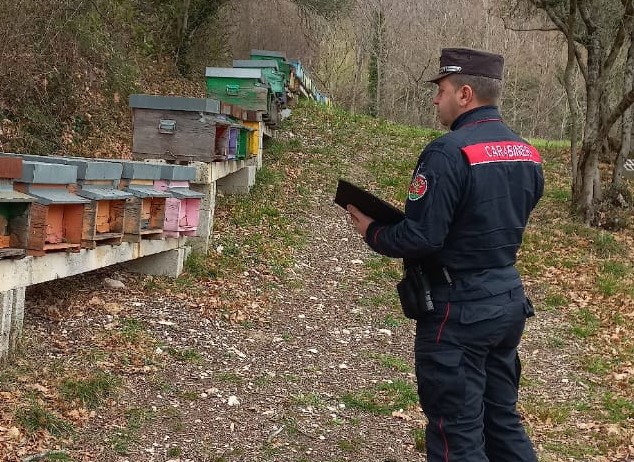 Gruppo Carabinieri Forestale Ancona – Comunicato stampa del 22.04.2024 – frode in commercio nella vendita di miele