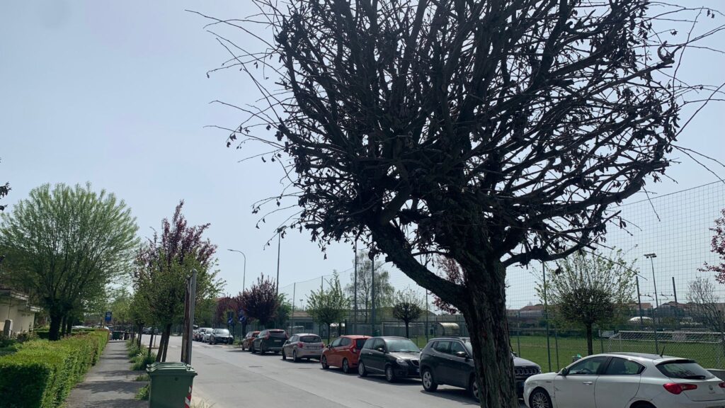 Al via la sostituzione di alcuni alberi malati