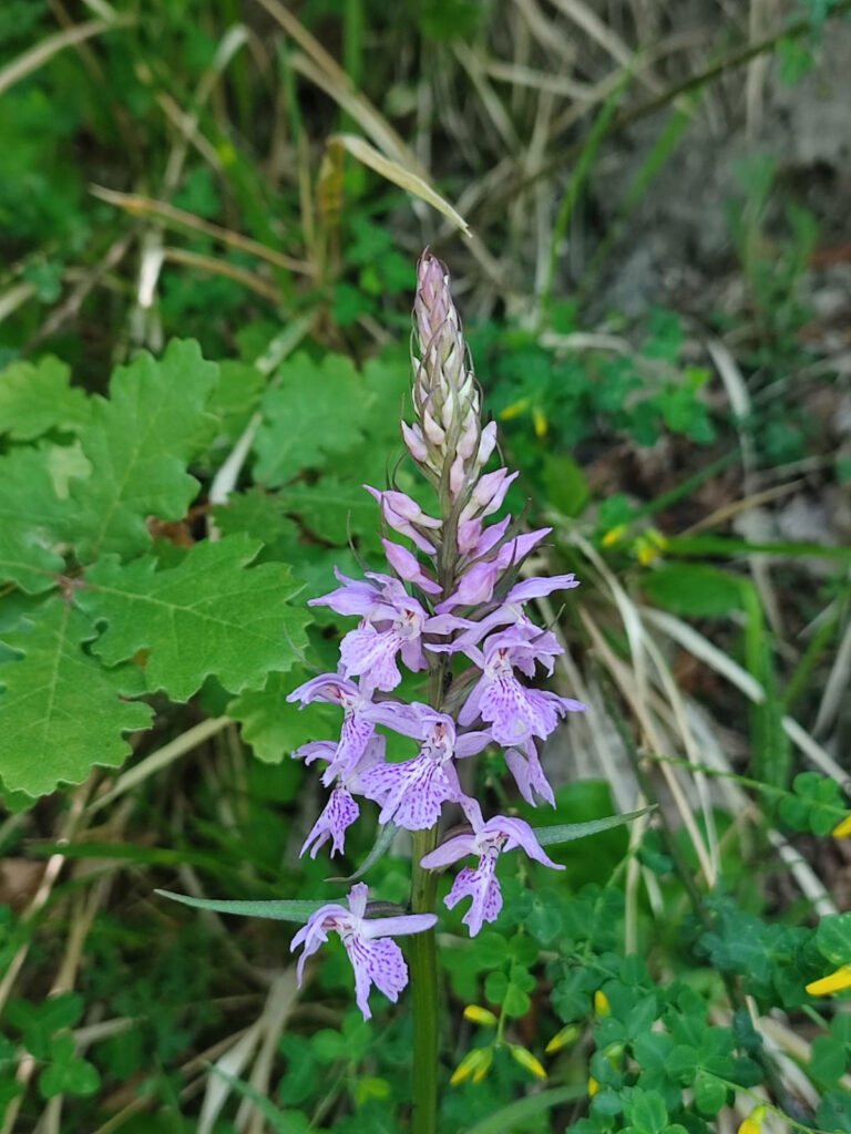PARCO NAZIONALE DEI MONTI SIBILLINI: GOOD MORNING SIBILLINI: LE ORCHIDEE PROTAGONISTE DELLA PRIMA ESCURSIONE