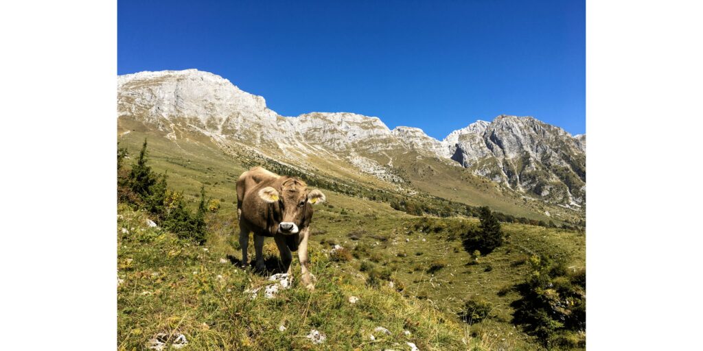 Comunicato ATS Brianza – incontro veterinari con alpeggiatori