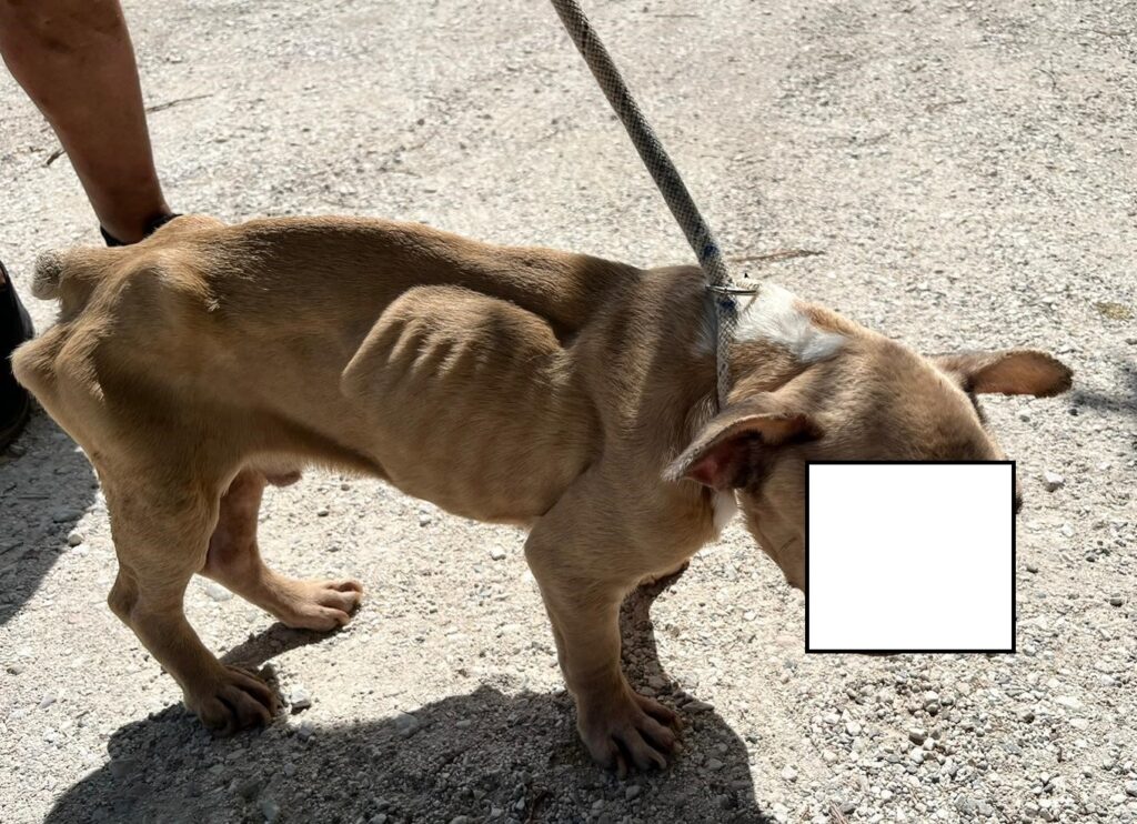 comunicato stampa del 07.08.2024 – Gruppo CC Forestale di Ancona – denuncia di un cittadino moldavo per maltrattamento di un cane in comune di Trecastelli (AN)