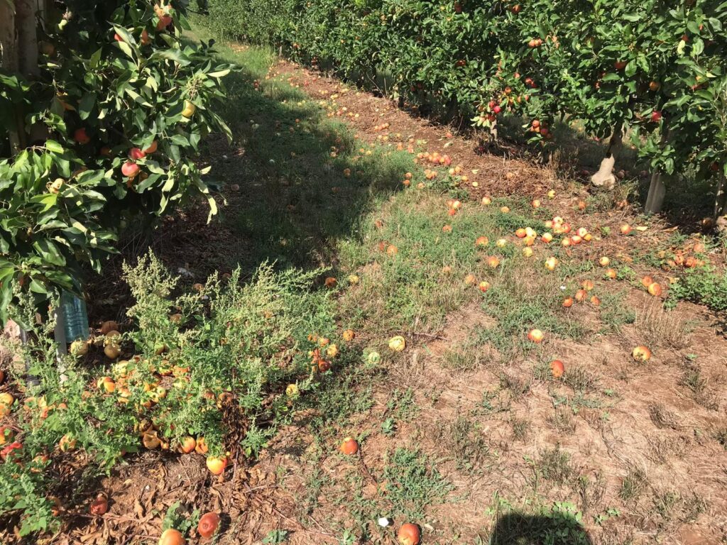 Maltempo: Coldiretti, gravi danni in Val d’Agri