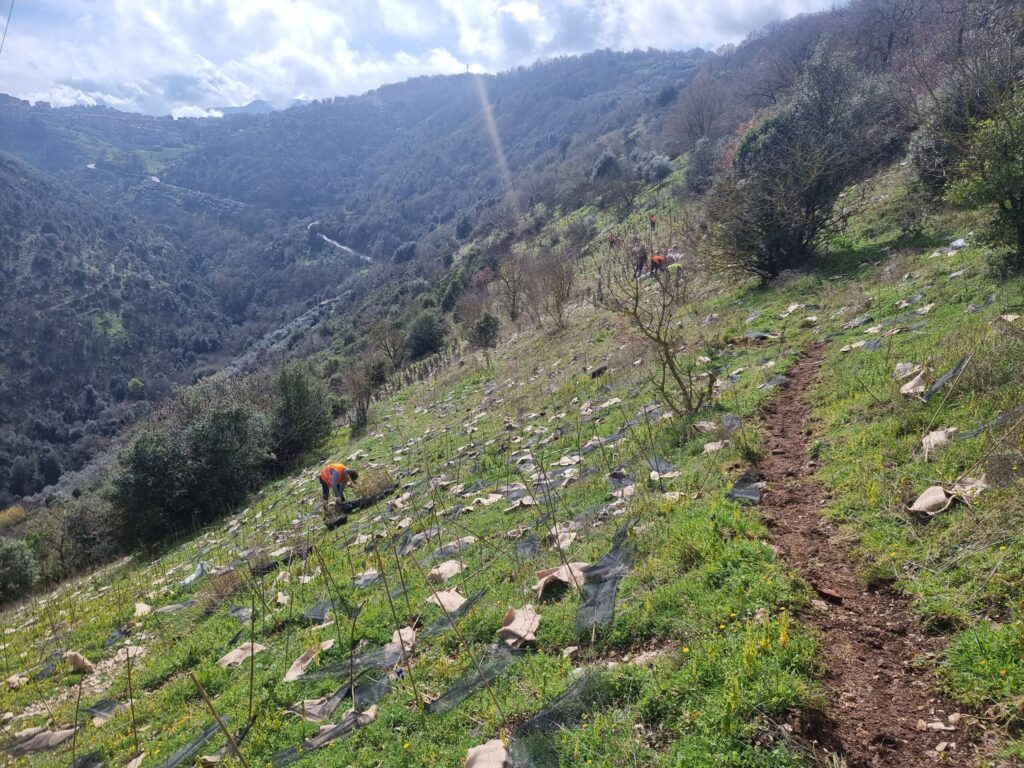 Comunicato stampa CMRC – Forestazione a Segni