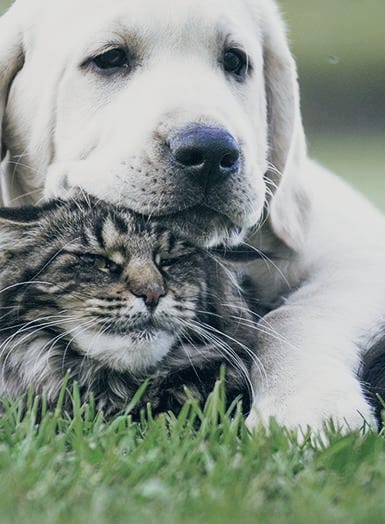Animali da compagnia nelle RSA e Case di Riposo : la Guardia Nazionale Ambientale chiede l’estensione a livello nazionale