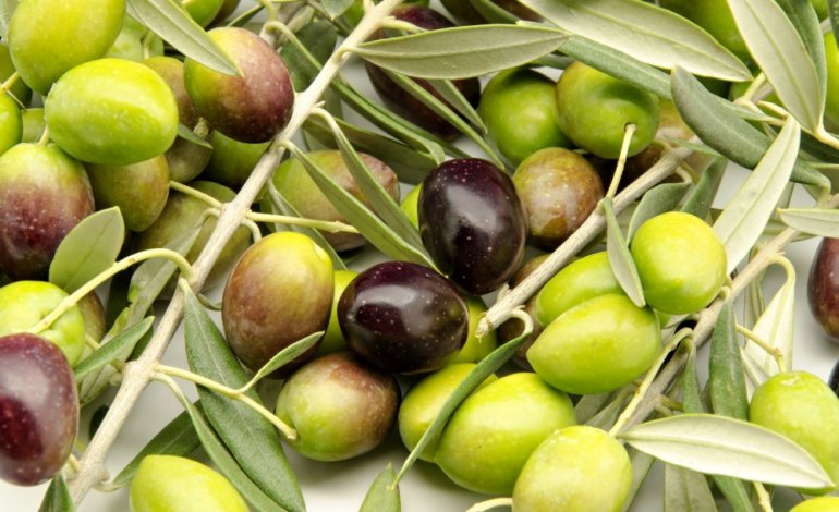 Coldiretti Basilicata: per l’olio extravergine da quest’anno nuove regole antifrodi