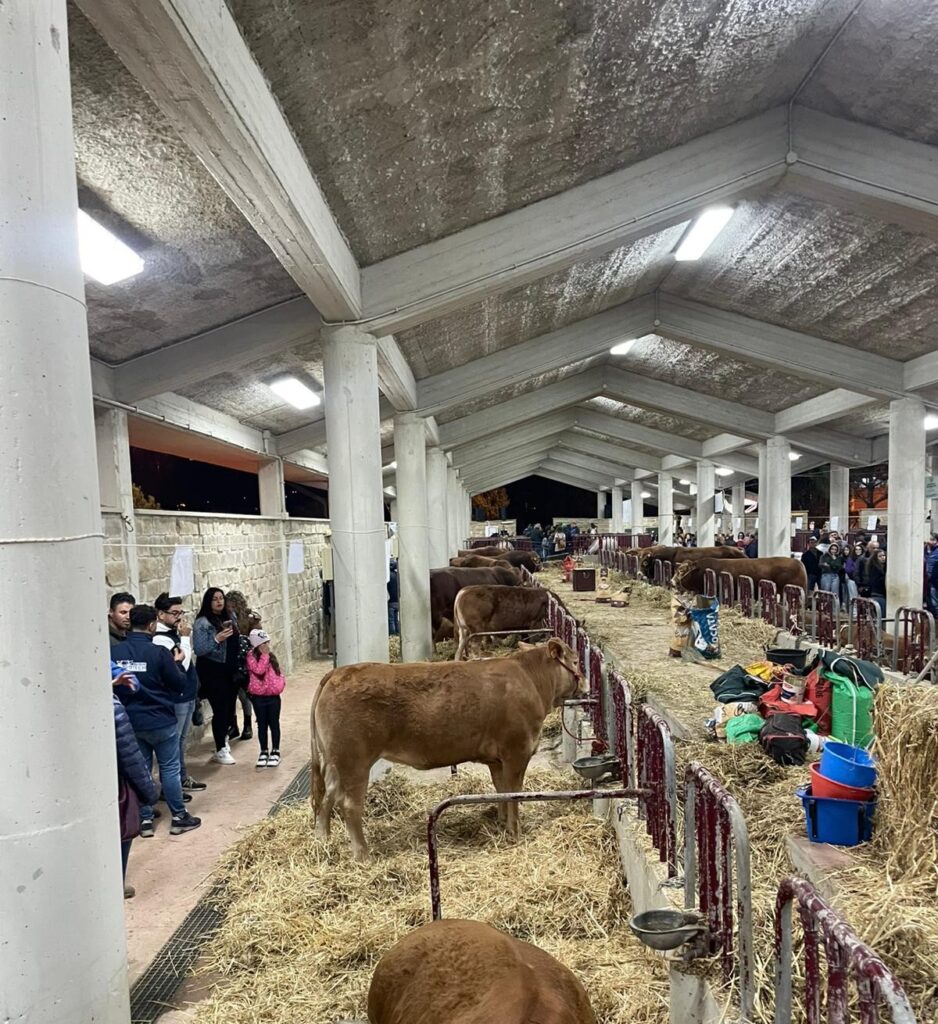 GANGI; BOVINI ED OVINI IN VETRINA, AL VIA DOMANI DECIMA MOSTRA MERCATO AGROZOOTECNICA E TERZA SAGRA DEL CINGHIALE