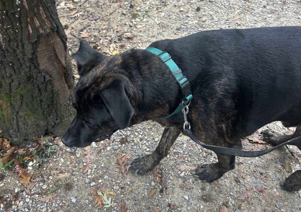Cane trovato a Cecina: si cerca il proprietario