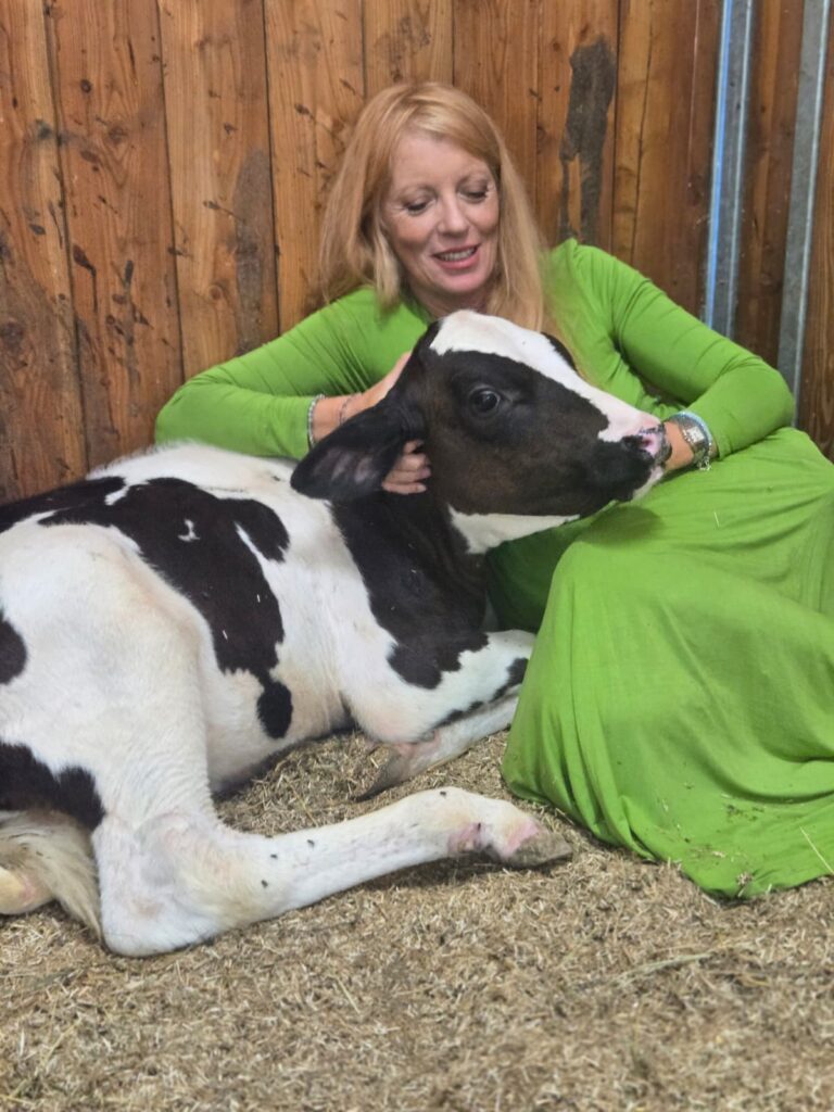 “CHI L’HA VISTA?” CONTINUA LA FUGA DI MINERVA, LA MUCCA RISCATTATA DALL’ON. BRAMBILLA: “SEGNALATECI LA SUA POSIZIONE”