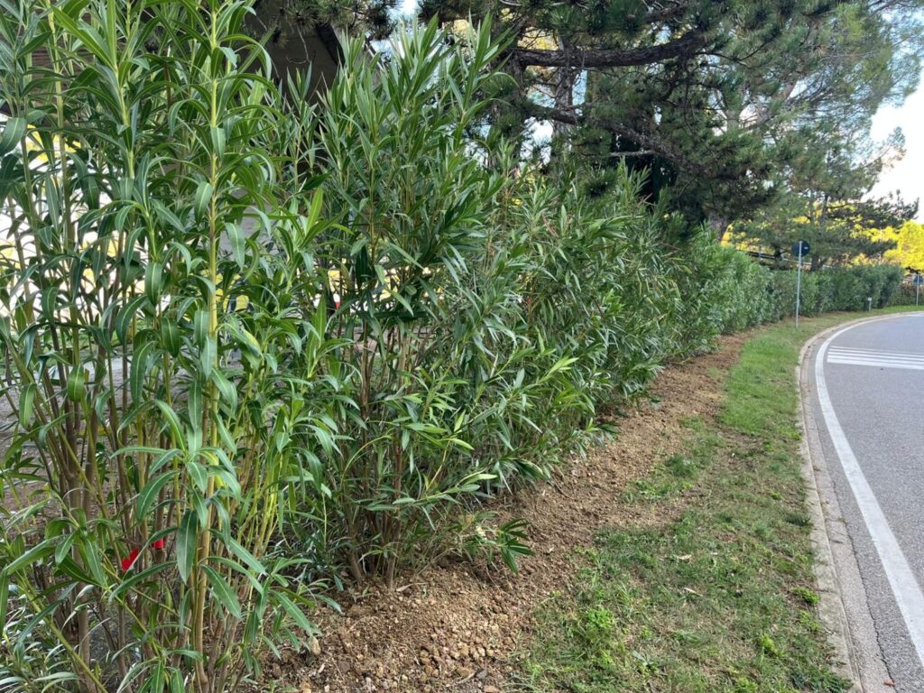Piantati 40 nuovi oleandri all’ingresso di Muggia