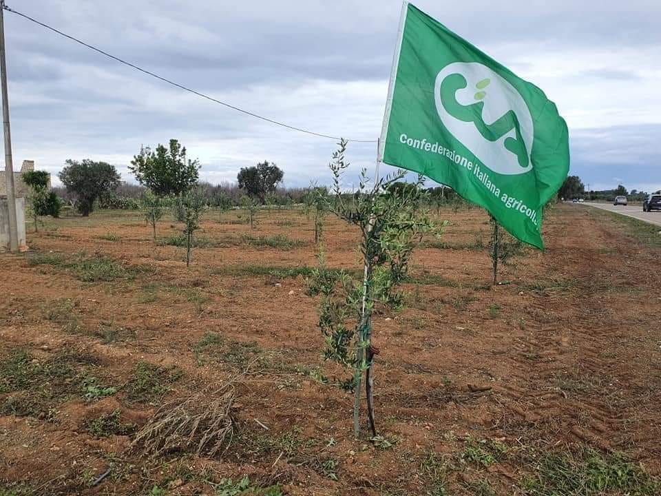 Xylella, CIA al Governo: “L’area infetta sia riconosciuta come zona svantaggiata”