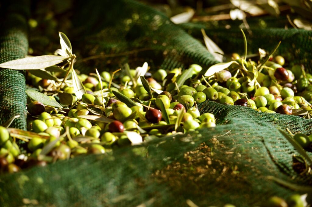 Olive e olio, CIA Capitanata: “Gargano top per quantità e qualità anche quest’anno”