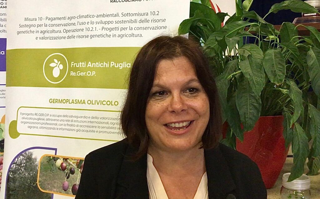 OLIVO DI PUGLIA IL PROGETTO DI RICERCA REGEROP RISCOPRE TESORI GENETICI