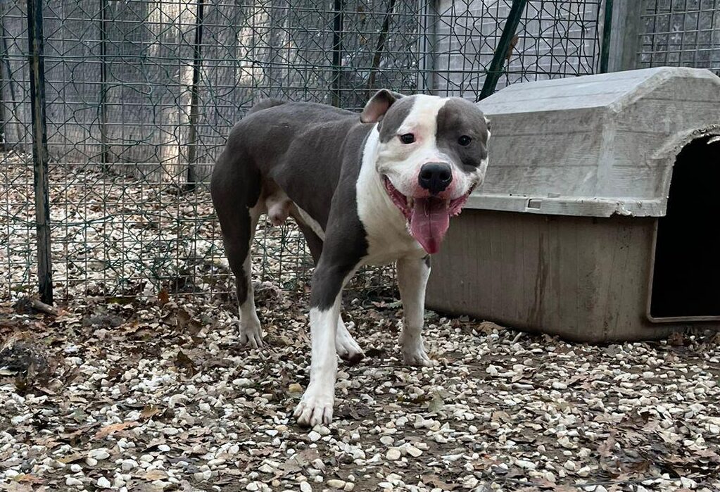 Cani in cerca di adozione: Billy aspetta una famiglia