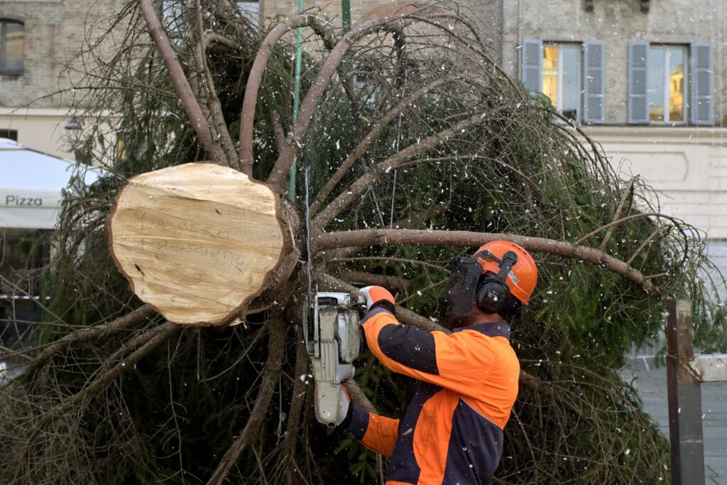 Natale 2025: concluso il montaggio dell’Albero in Piazza Garibaldi – nota stampa