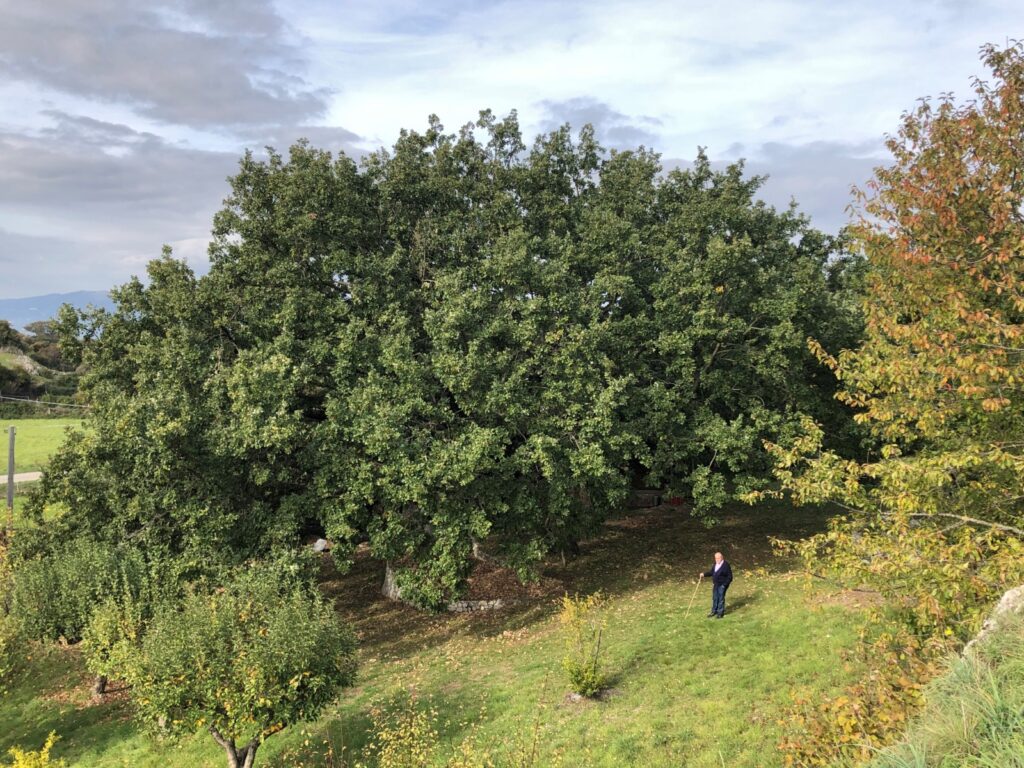 Alberi monumentali, aggiornato l’Elenco ufficiale: quasi 5.000 gli esemplari tutelati (integrazione con foto)