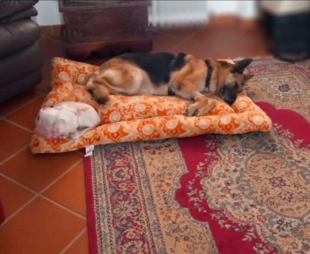 Dalla gabbia di un canile al rassicurante cuscino di un sofà: la storia di Bella e Sissy, amiche inseparabili nella sventura e nella buona sorte. Il lavoro instancabile degli operatori del canile comunale “Stefano Cerni”