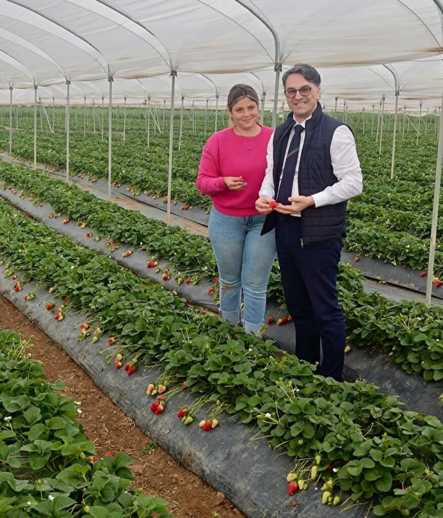 La “Fragola della Basilicata” ottiene il marchio Igp