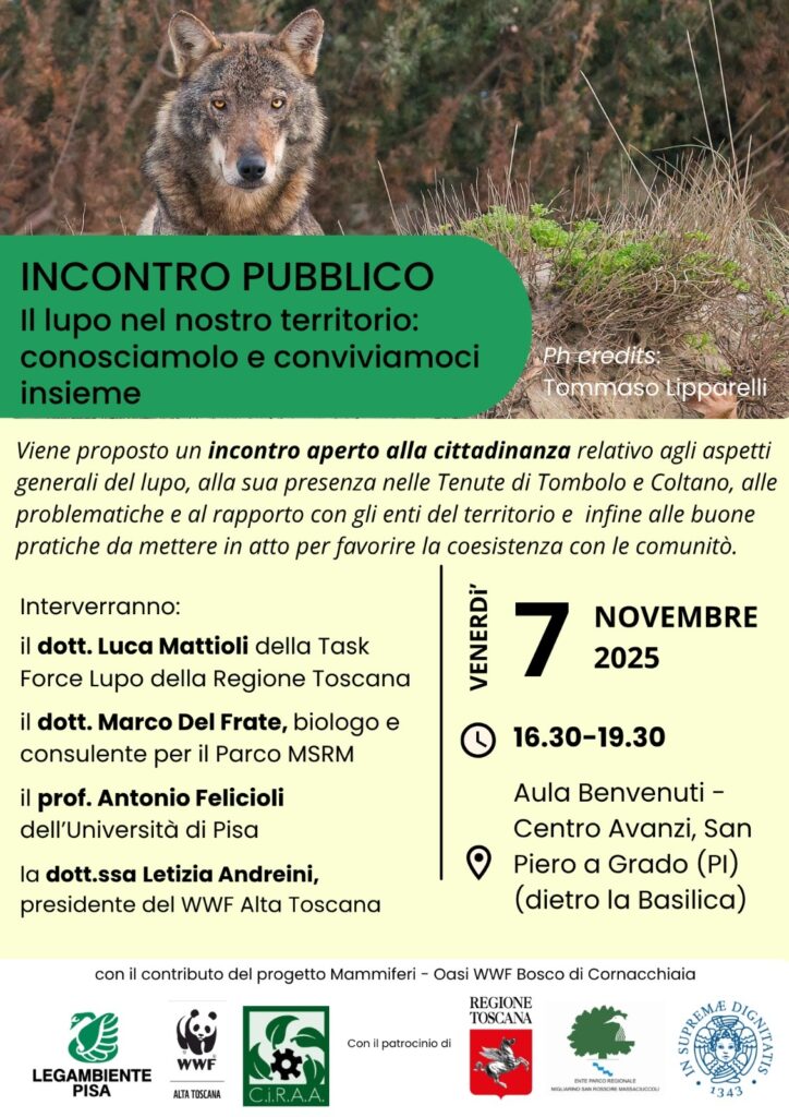Bani: «Lupo, Parco all’avanguardia ma servono strategia ed investimenti nazionali». Venerdì 7 novembre a San Piero incontro pubblico