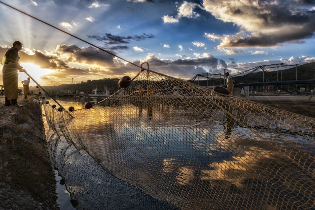 Conad Grosseto – Arrivano In ESCLUSIVA nelle pescherie Conad di Grosseto le Orate di Orbetello