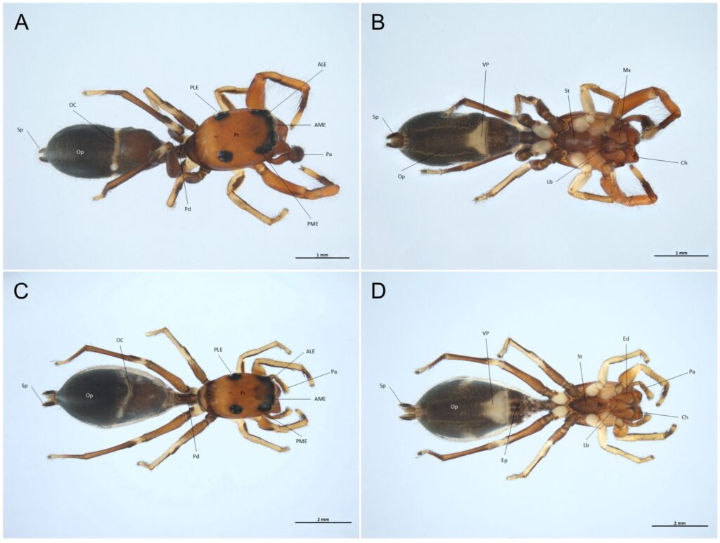 CS: Una nuova specie di ragno scoperta in Sicilia dagli entomologi di Roma Tre