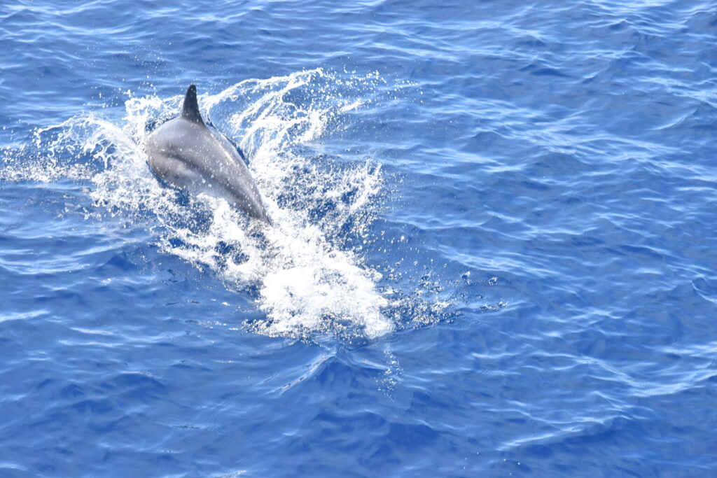 “Il viaggio di Impelaghiamoci. Dodici mesi nel mare di Pelagos”, incontro pubblico per conoscere e tutelare i mammiferi marini del Mediterraneo