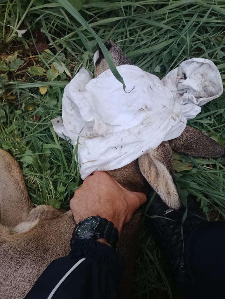 Comunicato Stampa: POLIZIA LOCALE DI VOGHERA SOCCORRE CUCCIOLO DI CAPRIOLO FERITO