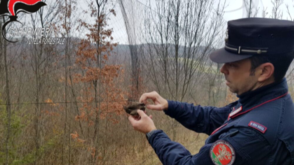 #CONTIENE FOTO# BRACCONAGGIO IN PROVINCIA DI ROMA – “OPERAZIONE RECALL” – 19 PERSONE DENUNCIATE DAI CARABINIERI FORESTALI IN COLLABORAZIONE CON LE GUARDIE DELLA LIPU