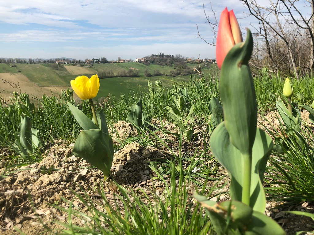 Sabato 6 dicembre la messa a dimora di altri 1500 tulipani sul Cammino di Matteo in via Poiano ad Albinea