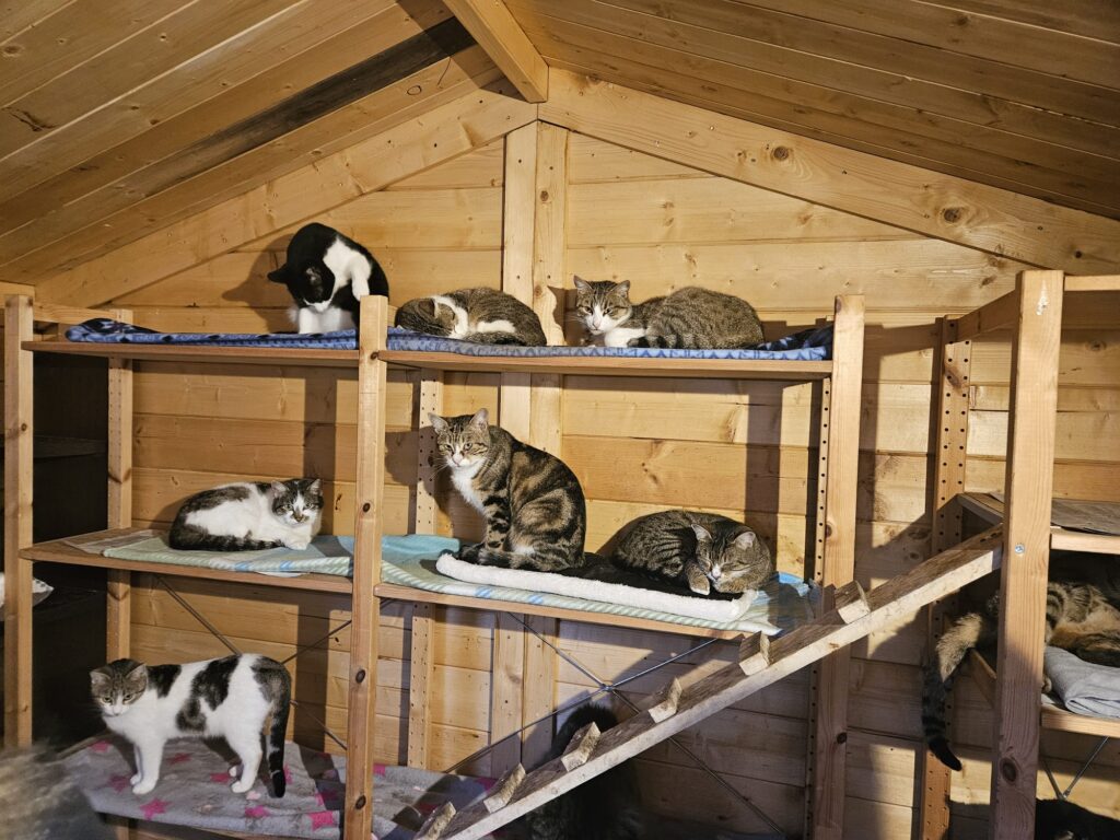 Natale all’Oasi Mici di Strada: giornate aperte il 20 e 21 dicembre