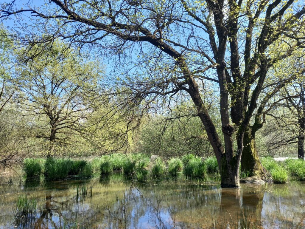 Domenica 1 febbraio la consegna del certificato internazionale Ramsar per il Sibolla al Comune di Altopascio || Comunicato stampa e foto