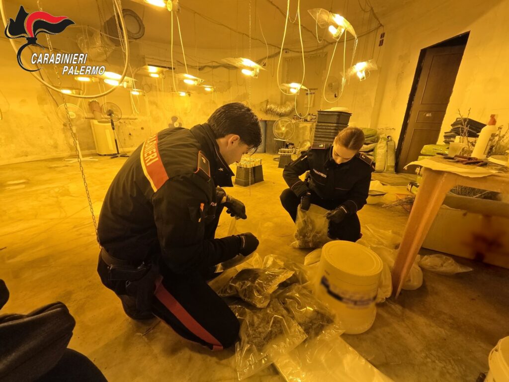 COMUNICATO STAMPA – RINVENIMENTO PIANTAGIONE MONREALE.doc