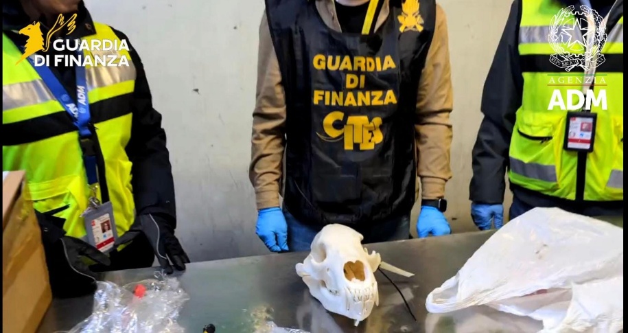 Comunicato stampa. AEROPORTO DI MALPENSA: SEQUESTRATO A CARGO CITY IL CRANIO DI UN ORSO BRUNO