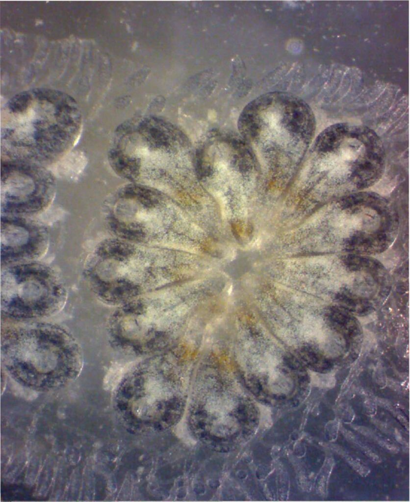RICERCA – DALLA BIOLOGIA MARINA ALLA NEUROMODULAZIONE: UN PICCOLO ORGANISMO AIUTA A CAPIRE COME L’ELETTRICITÀ INFLUENZA I GENI
