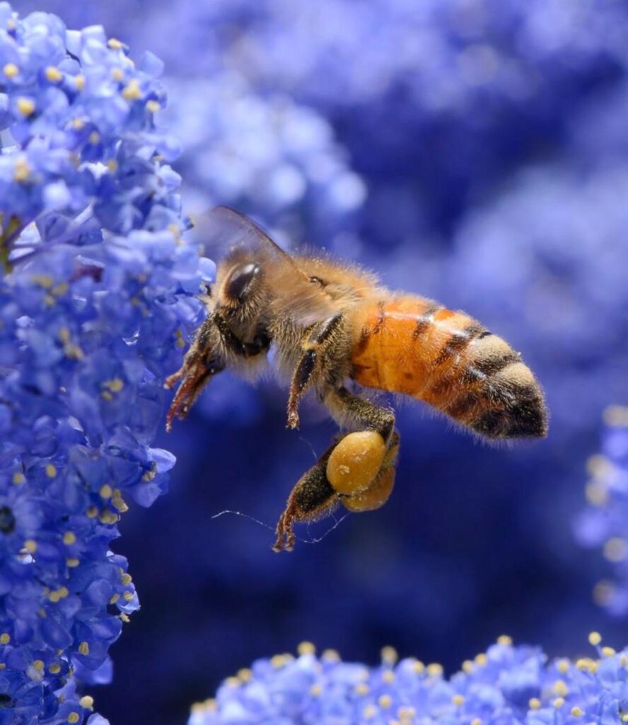 FEDERAZIONE APICOLTORI ITALIANI.Cirone, FAI: “Una giornata dedicata agli e apicoltori e alle apicoltrici, custodi della biodiversità e del futuro sostenibile.”
