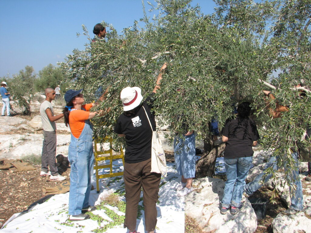 Sì! ❤️ Per la prima fotografia di Wikimedia Commons, inserisci questo nel campo Testo alternativo (Alt Text) di WordPress: «Raccolta delle olive nel villaggio di Qafin, in Cisgiordania, con agricoltori impegnati tra gli ulivi.»